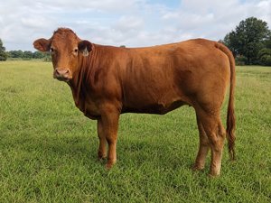 Feeder Cattle Futures