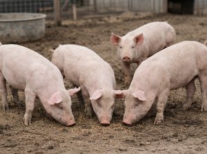 Lean Hogs Futures