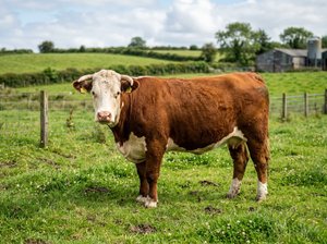 Live Cattle Futures