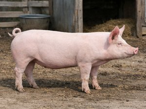Pork Cutout Futures