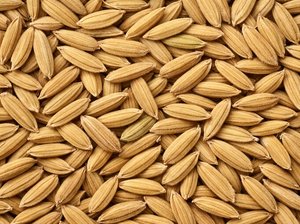 Rough Rice Futures
